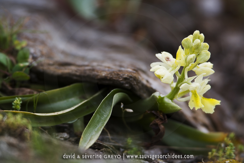 Orchis pauciflora, Protégée au niveau national en France