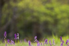 Photographier la flore des pelouses