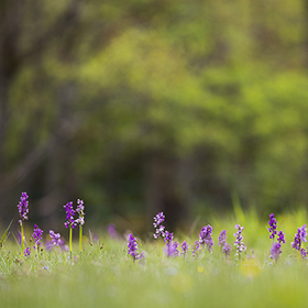 Photographier la flore des pelouses