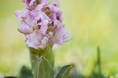 Anacamptis morio