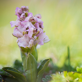 Anacamptis morio