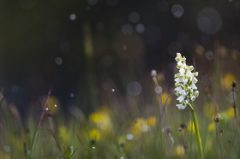 Anacamptis morio sous la neige