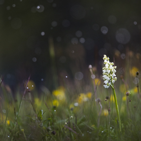 Anacamptis morio sous la neige