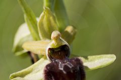 Premières floraisons dans le Valais