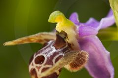 Orchidées de Corfou