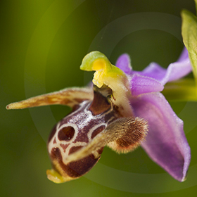 Orchidées de Corfou