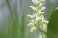 Orchis pâle