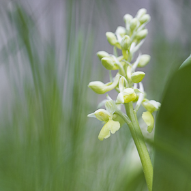 Orchis pâle