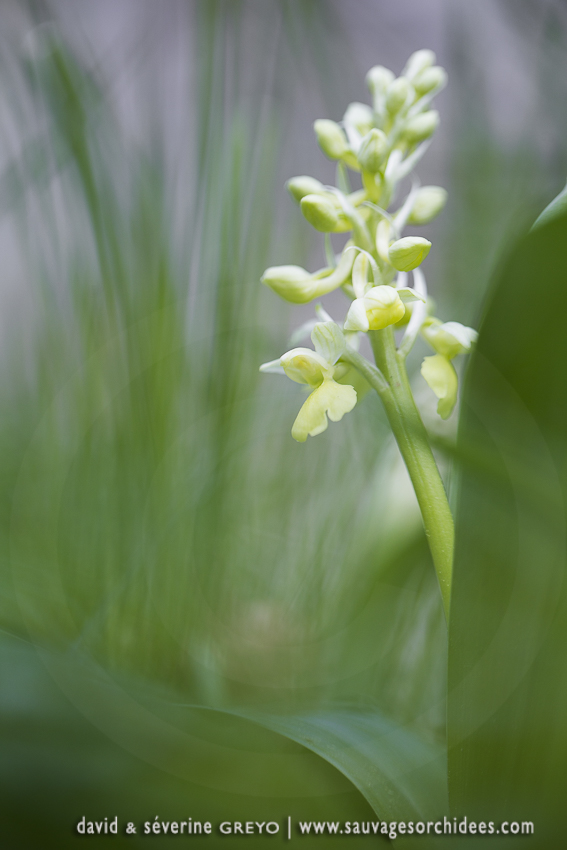 Orchis pâle