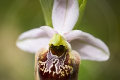 Ophrys fuciflora demangei