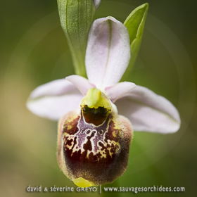 Ophrys fuciflora demangei