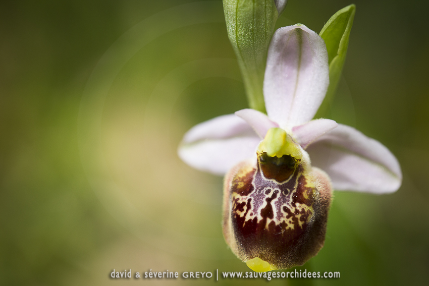 Ophrys fuciflora demangei
