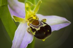 Ophrys bourdon vs Ophrys abeille