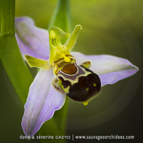 Ophrys bourdon vs Ophrys abeille
