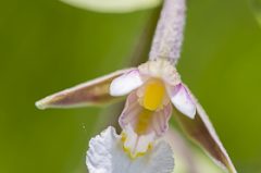 Epipactis des marais