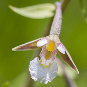 Epipactis des marais