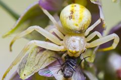 Epipactis en Valais