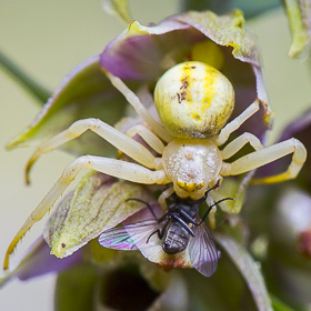 Epipactis en Valais