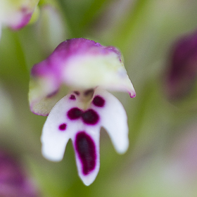 Début de floraison en Suisse