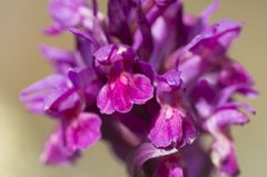 Les orchidées d’alpage suisse