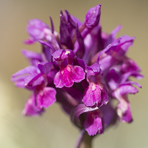 Les orchidées d’alpage suisse