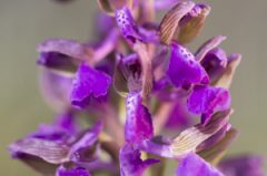 Floraison des bouffons