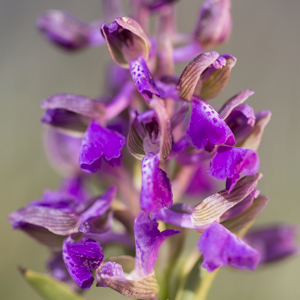 Floraison des bouffons