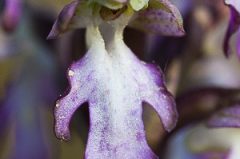 Orchis géant