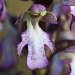 Orchis géant