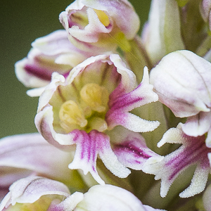 Lusus de Neotinea maculata