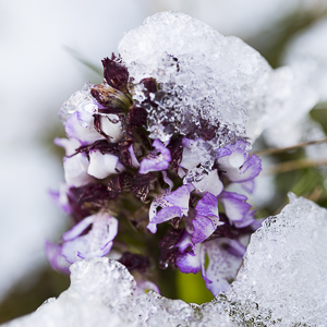 Rudes conditions pour les orchidées