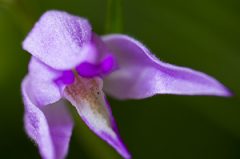 Céphalanthère rouge