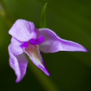 Céphalanthère rouge