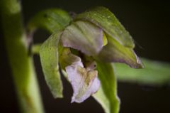 Epipactis en sous-bois