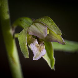 Epipactis en sous-bois