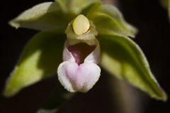 Epipactis violacé