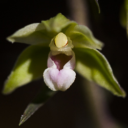 Epipactis violacé