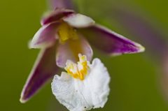 Epipactis des marais