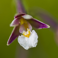 Epipactis des marais