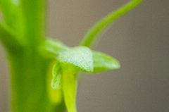 Orchidées tardives en Gaspésie