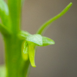 Orchidées tardives en Gaspésie