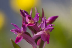 Orchis sureau en Valais