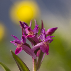 Orchis sureau en Valais