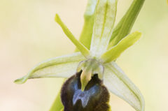 Ophrys petite-araignée