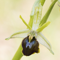 Ophrys petite-araignée