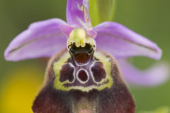 Orchidées de Sicile