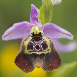 Orchidées de Sicile