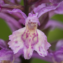 Hybride D. fuchsii X D. sambucina