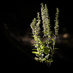 Hybride d’Epipactis