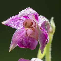 Epipactis variés